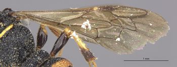 Media type: image;   Entomology 13786 Aspect: Wing front